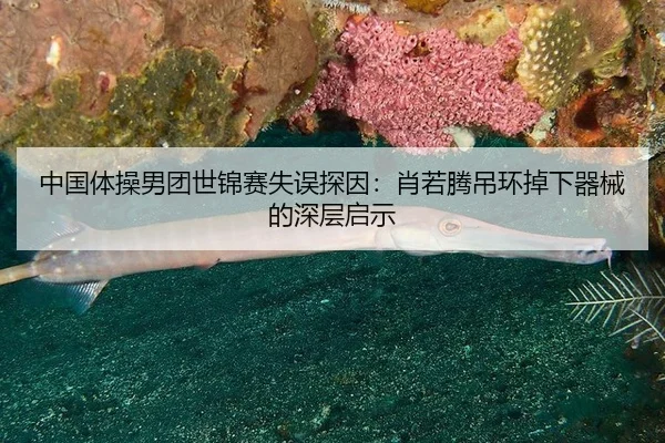 zhong-guo-ti-cao-nan-tuan-shi-jin-sai-shi-wu-tan-yin-xiao-ruo-teng-diao-huan-diao-xia-qi-xie-de-shen-ceng-qi-shi-2-961.jpg